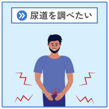 尿道を調べたい
