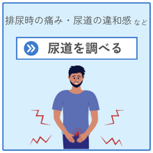 尿道を調べたい